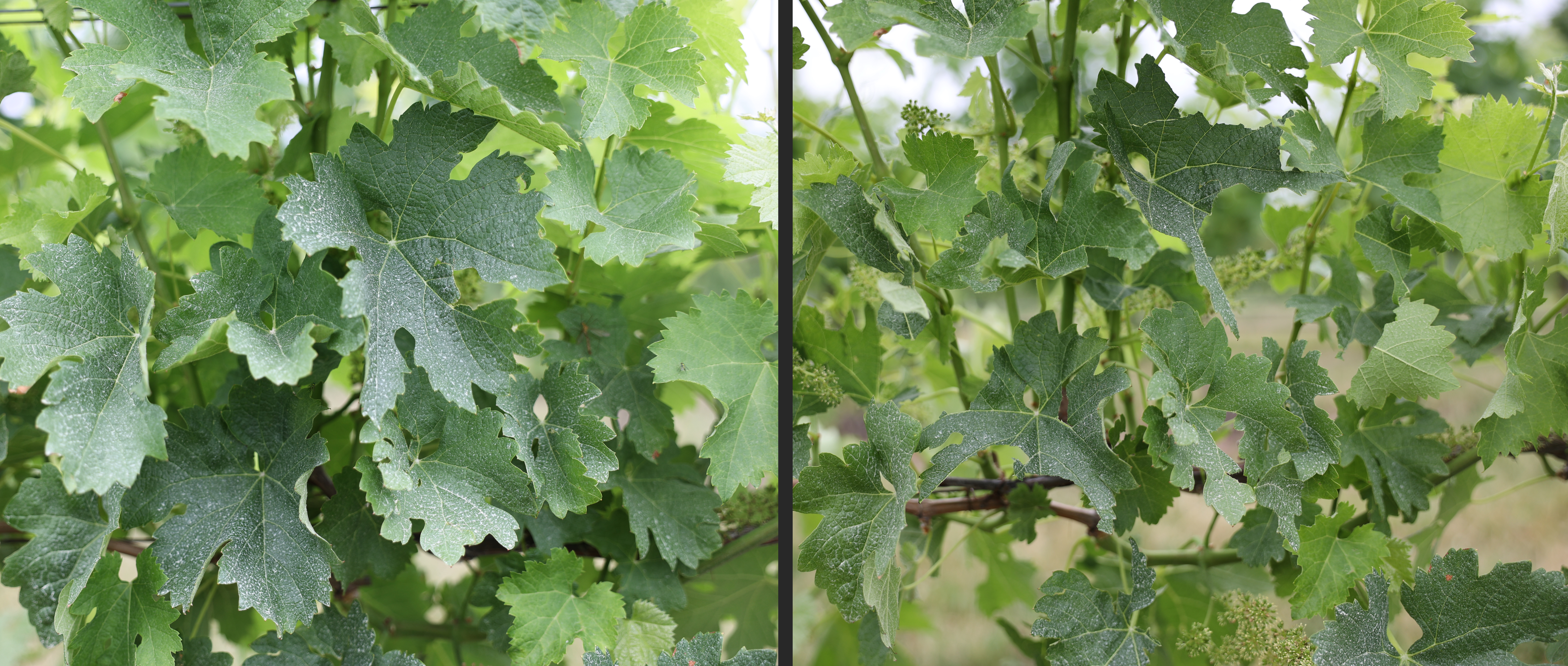 Grape canopy